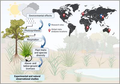 Editorial: Plant diversity and biomass dynamics under environmental variation